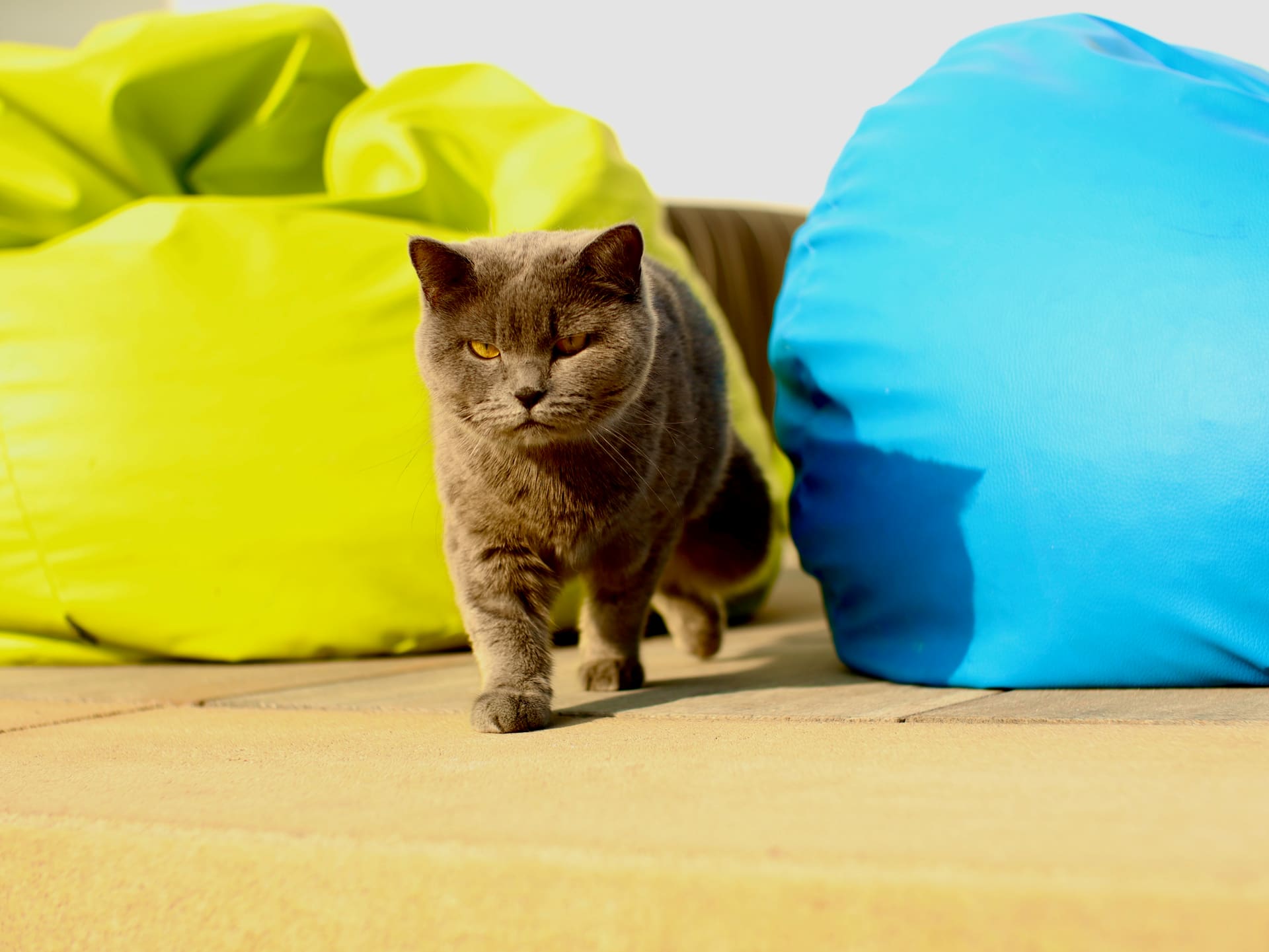 A walking cat