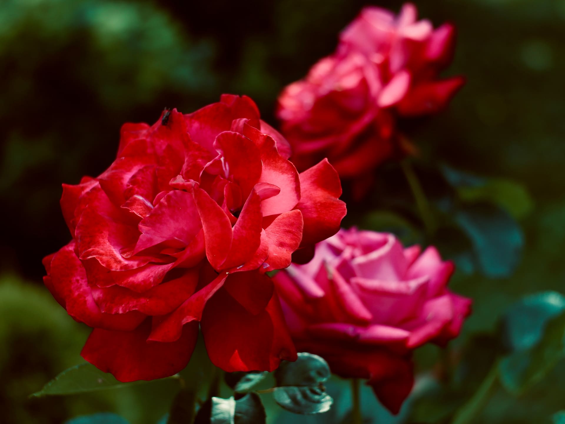 A rose in close-up